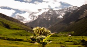 Phulara Ridge Trek