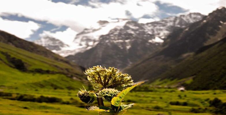 Phulara Ridge Trek