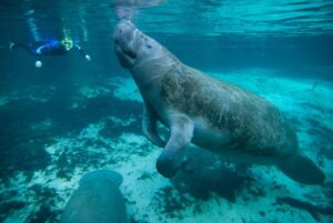6 Reasons Why You Need to Support Local Diving 4 Scuba diving in the UAE