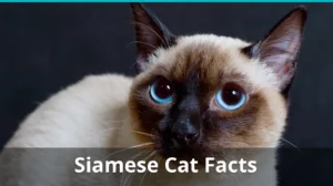 Siamese Cats