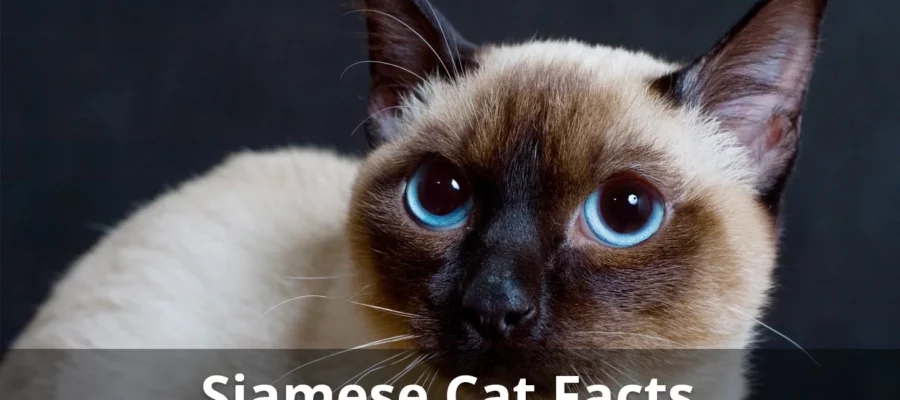 Siamese Cats