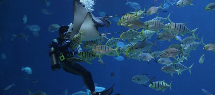 6 Reasons Why You Need to Support Local Diving 6 scuba diving oman