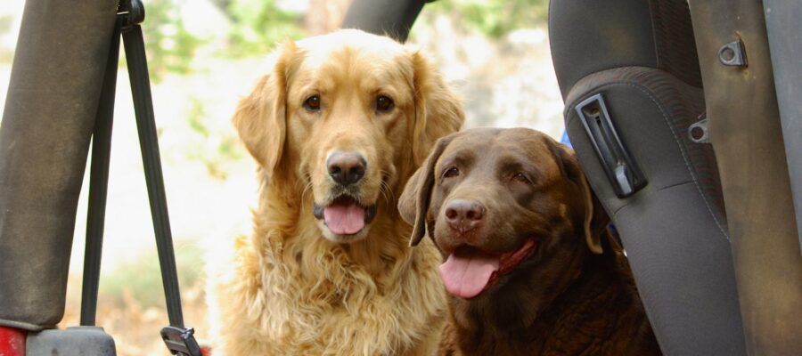 How To Introduce A New Pup To Your Dog? 1 New Pup To Your Dog