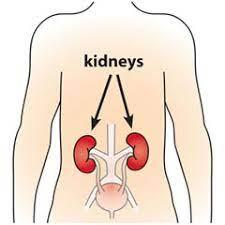 Kidneys