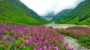 Valley of Flowers Trek- Best Monsoon trek